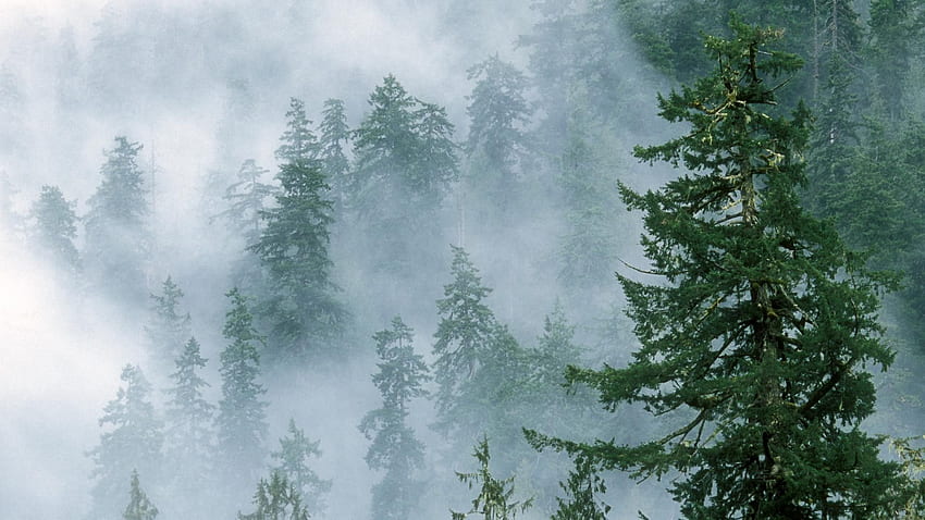 Evergreen trees thrive on every continent, with the exception HD wallpaper