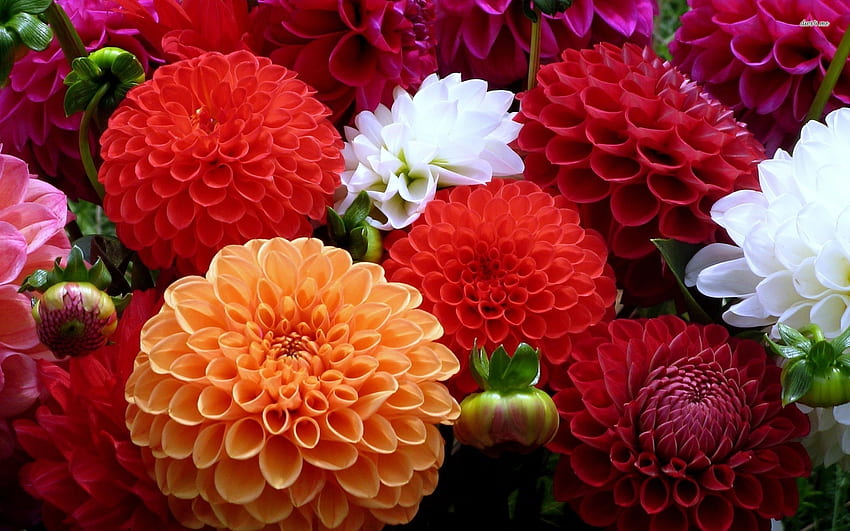 Dahlias, roy, dhalias, red, hot, nature, flowers, orange, macro HD wallpaper