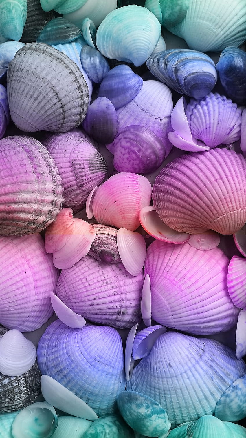 multi colored seashell, Pink Seashell HD phone wallpaper