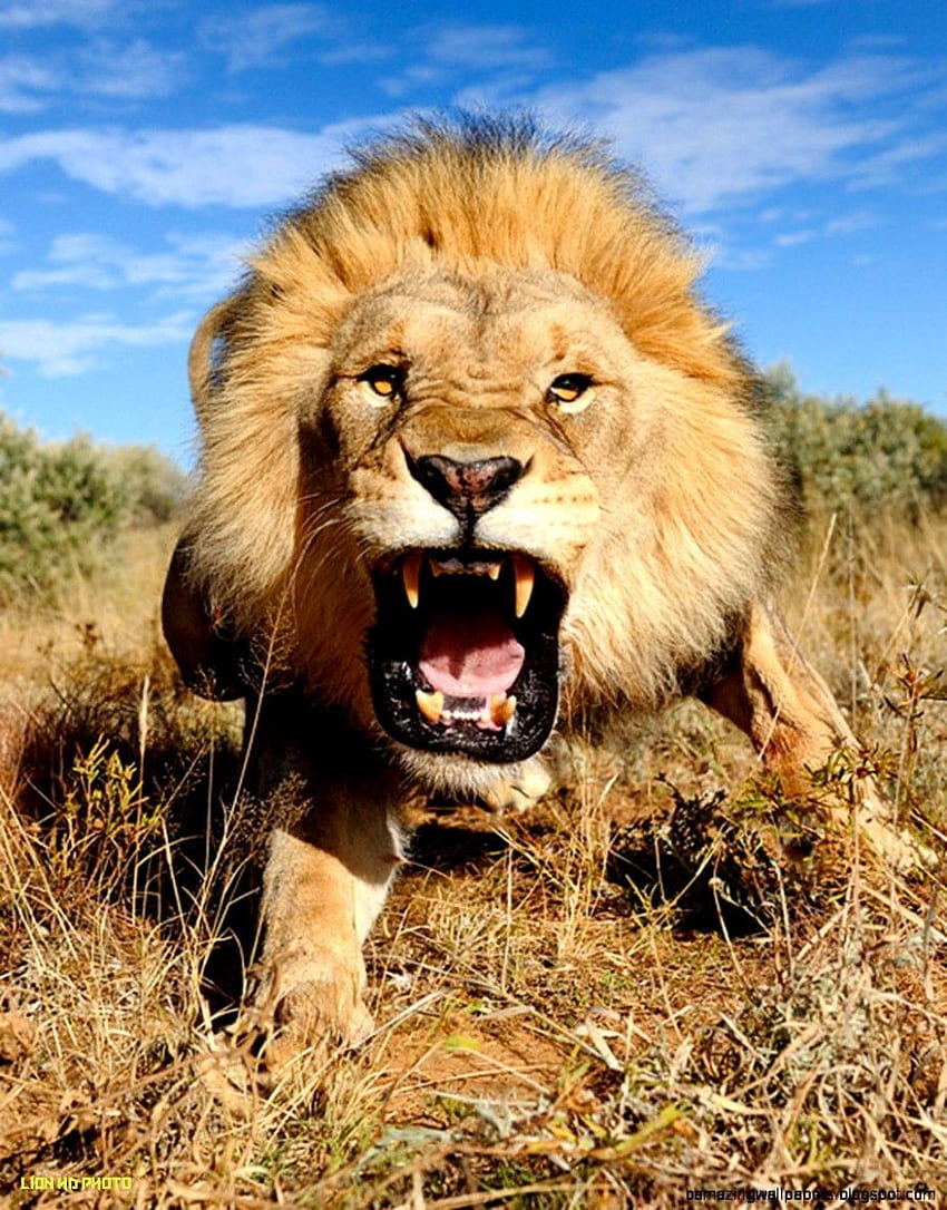 Roaring Lion 19p - 19p Lion -, Brave Lion HD phone wallpaper