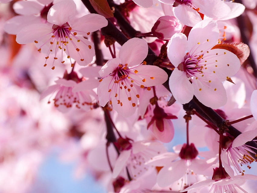 Pink Cherry Blossom, Beautiful Cherry Blossom HD wallpaper | Pxfuel