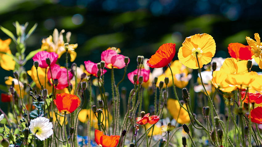 Blumen, Hell, Farbe, Lichtung, Polyana HD-Hintergrundbild