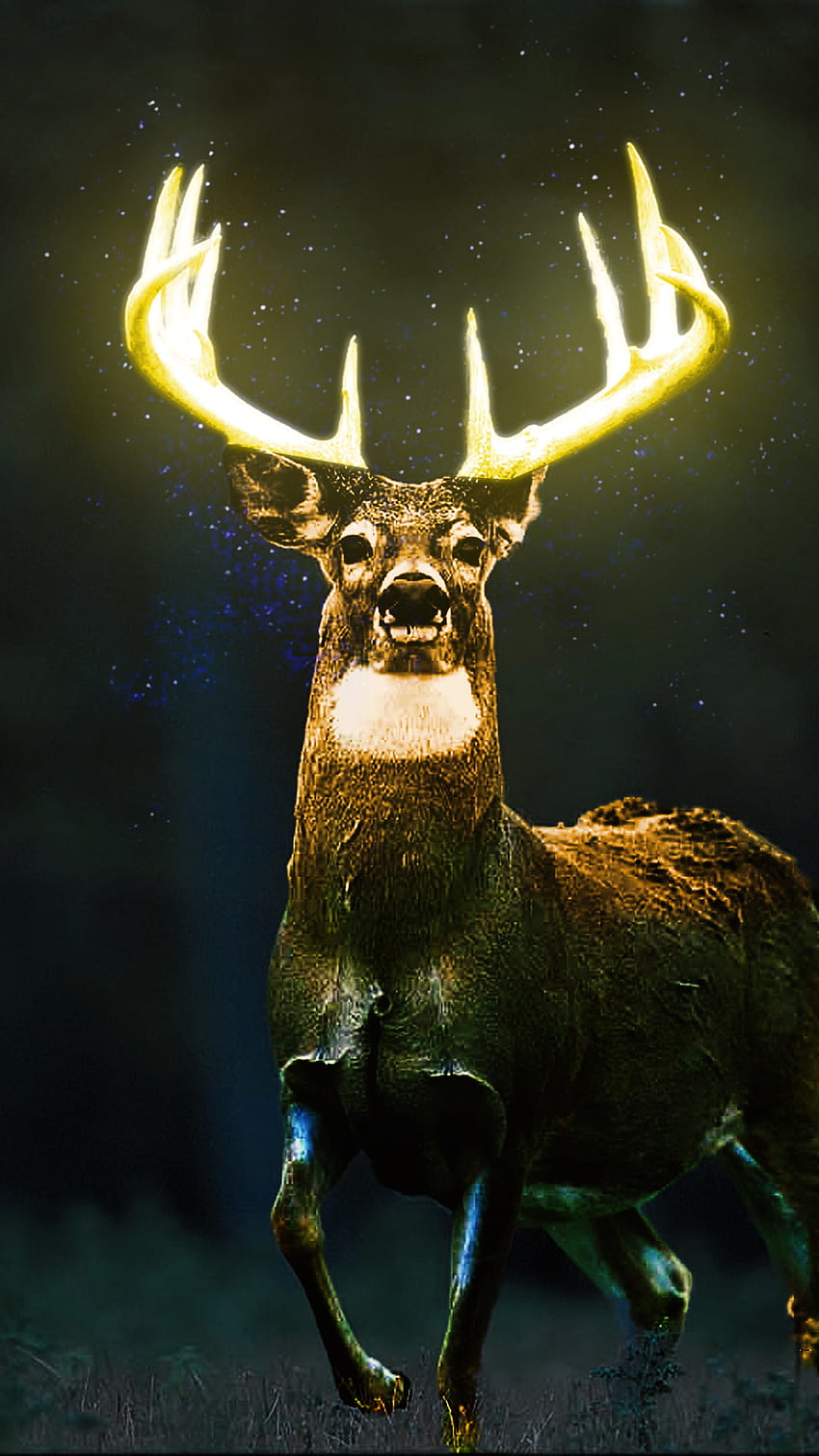 Deer, Deer antlers, Deer Glow HD phone wallpaper