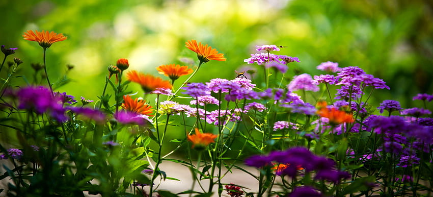Open Door Community Church Piękna przyroda Letnie kwiaty Wysoka rozdzielczość dla tła Kwiat, Piękny letni kwiat Tapeta HD