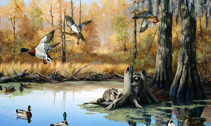 Duck Hunting Background, Waterfowl HD wallpaper