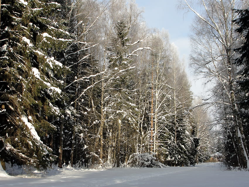 ฤดูหนาว ธรรมชาติ ต้นไม้ ถนน ป่า เซนต์ปีเตอร์สเบิร์ก เซนต์ปีเตอร์สเบิร์ก พาฟลอฟสค์ วอลล์เปเปอร์ HD