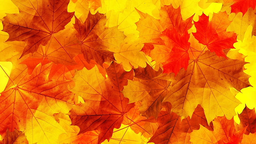 : orange maple leaves, fall, fallen leaves, red, Minimalist Autumn HD ...