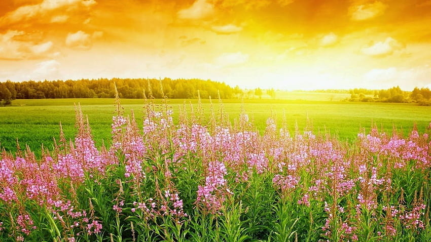 Laptop , 21 May - Spring Background - & Background , May Spring HD wallpaper