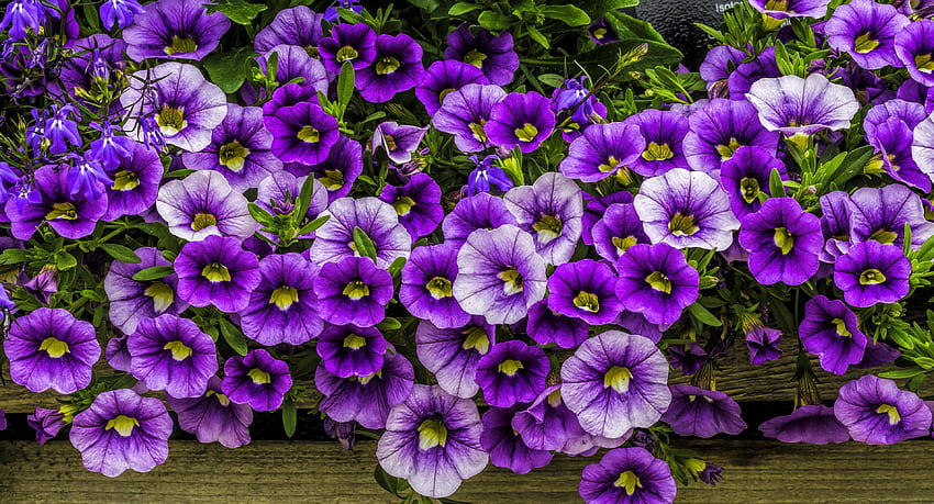 Petunia close up, garden, beautiful, lvoely, fragrance, flwoers, pretty, fence, scent, macro, petunia HD wallpaper