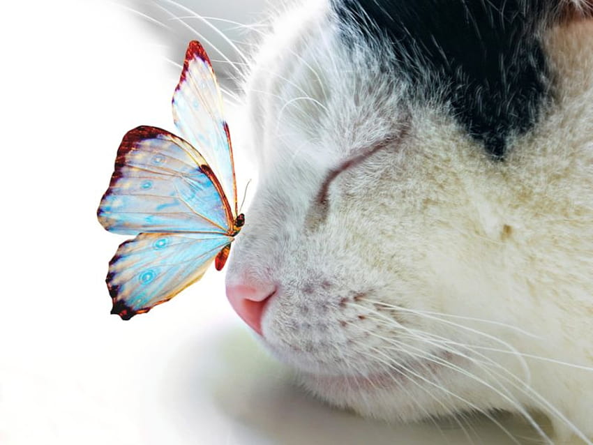 gentle touch for Cherie, sweet, touch, butterfly gentle, cute, cat, nice HD wallpaper