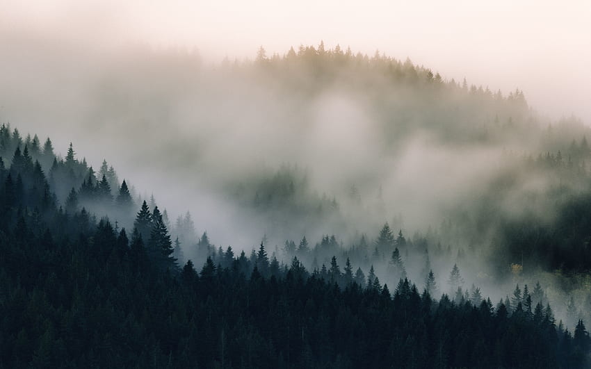 霧、霧、松の木、自然 高画質の壁紙