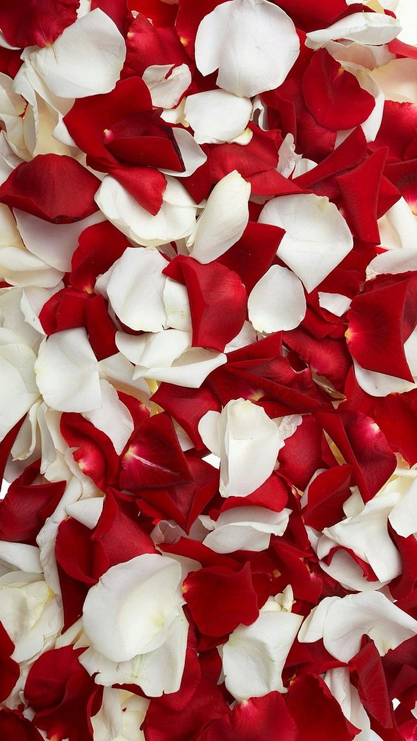 Czerwona I Biała Róża Dla Mobilnych, Czerwonych I Białych Kwiatów Tapeta na telefon HD