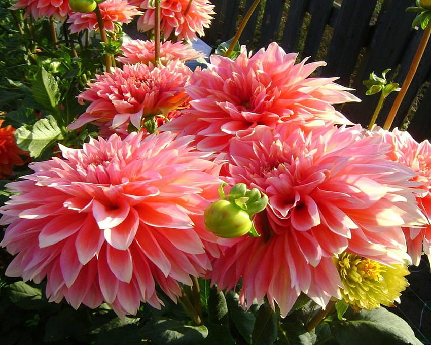Wunderbare Dahlien, rosa, Dahlien, Natur, Blumen, groß, Makro, Astern, Grafik, Garten, pfirsichfarben HD-Hintergrundbild