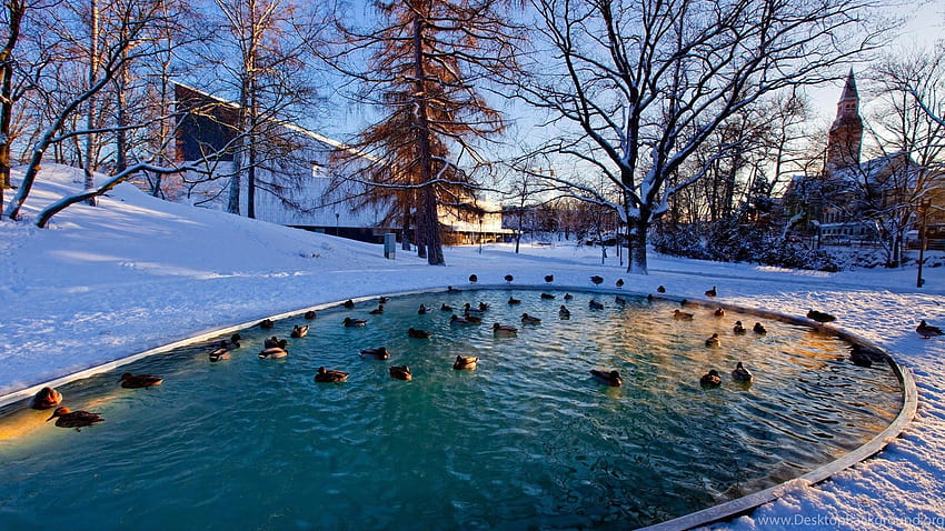 Winter Pond >> , Get It Now! Background, Ponds Dual Screen HD wallpaper