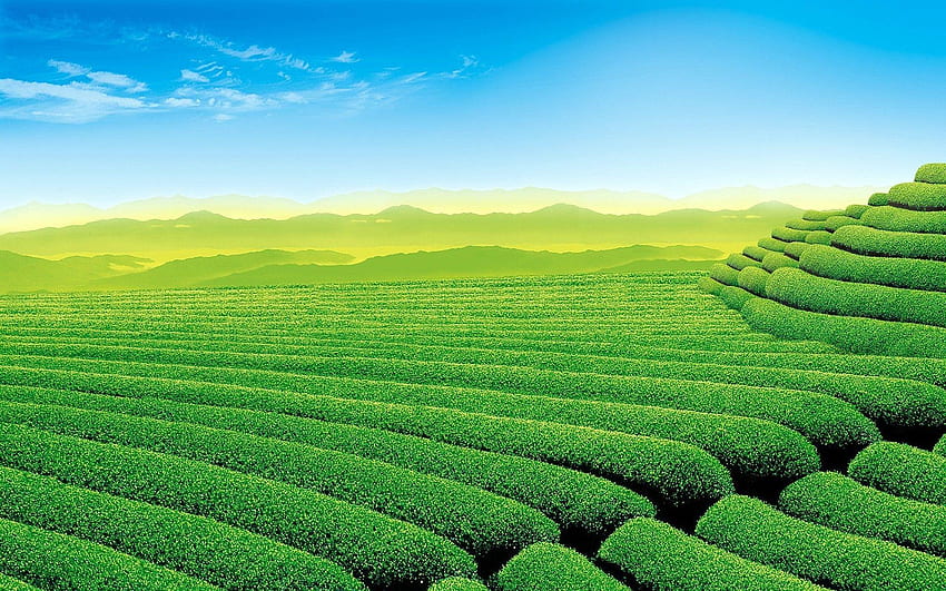 Jardín de té, Assam fondo de pantalla