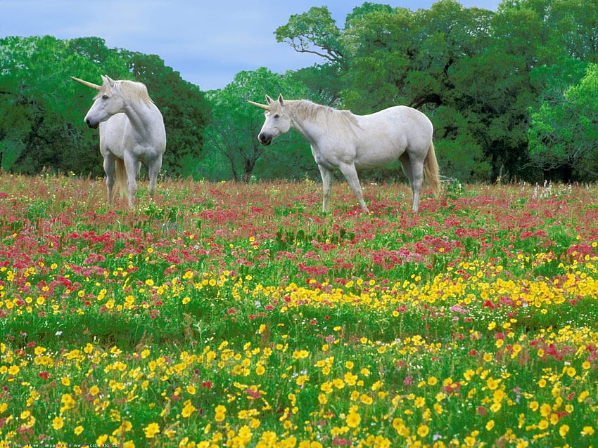 Zwierzęta, kwiaty, trawa, konie, pole Tapeta HD
