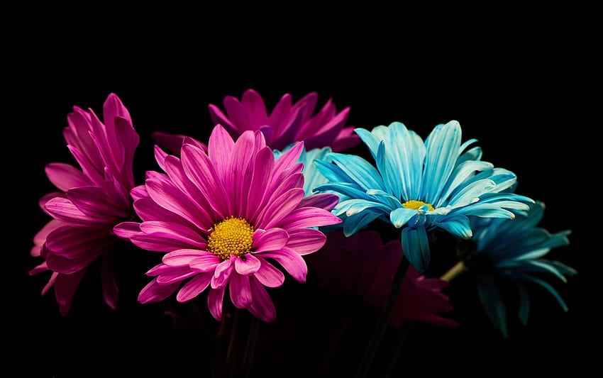สีสัน เดซี่ ดอกไม้ บุคคล วอลล์เปเปอร์ HD