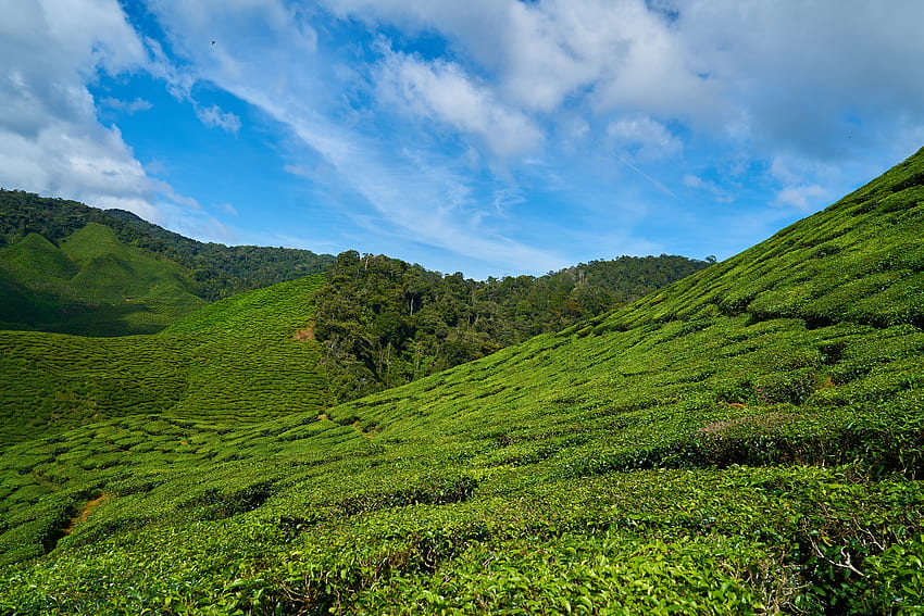 Nature, Sky, Malaysia, Tea Plantations HD wallpaper
