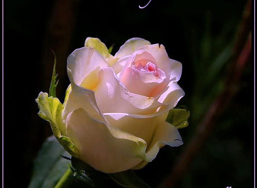 Satu mawar, mawar, merah muda, satu, latar belakang hitam, hijau Wallpaper HD
