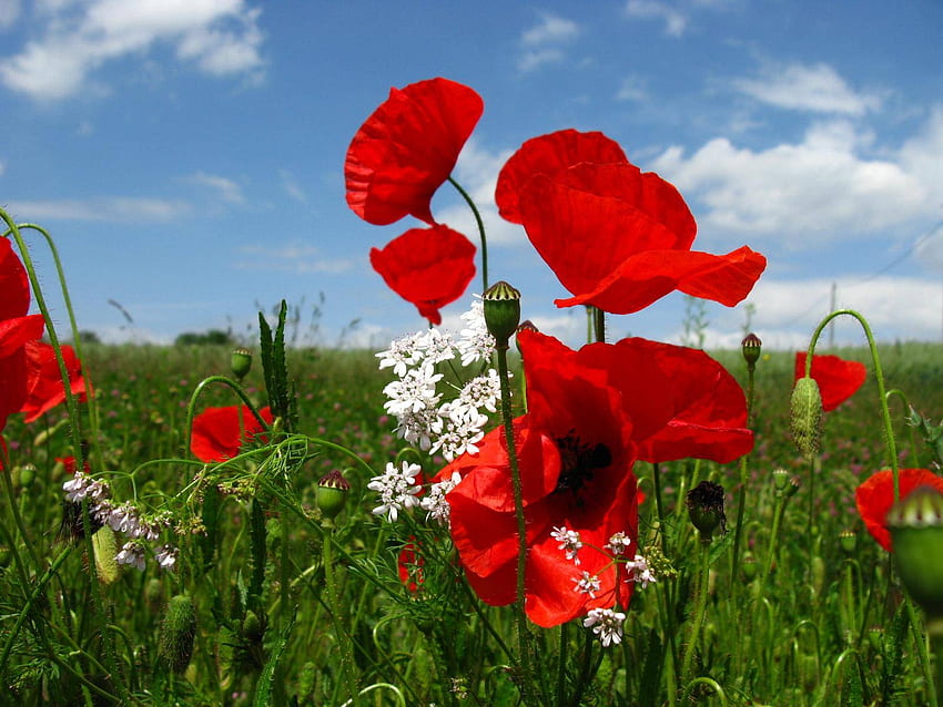 Poppies in Field, mer, plants, petals, blossoms, red HD wallpaper
