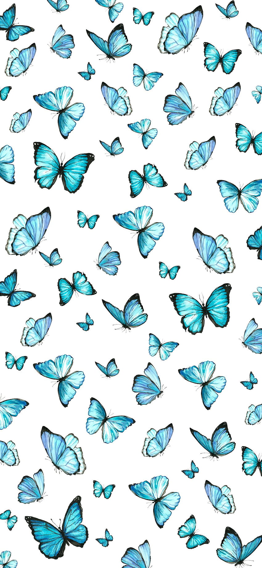 Wallpaper Blue Butterflies on White Wall Background  Download Free Image