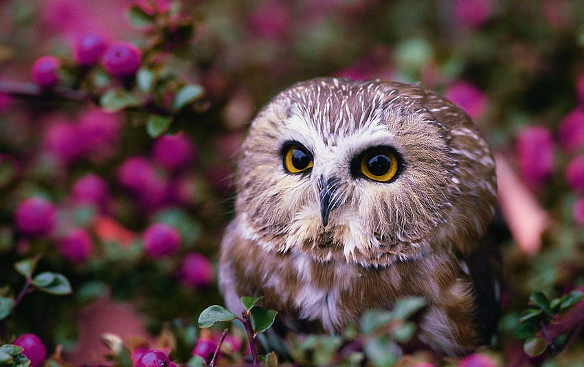 Owl, owls, cute, pink, birds HD wallpaper