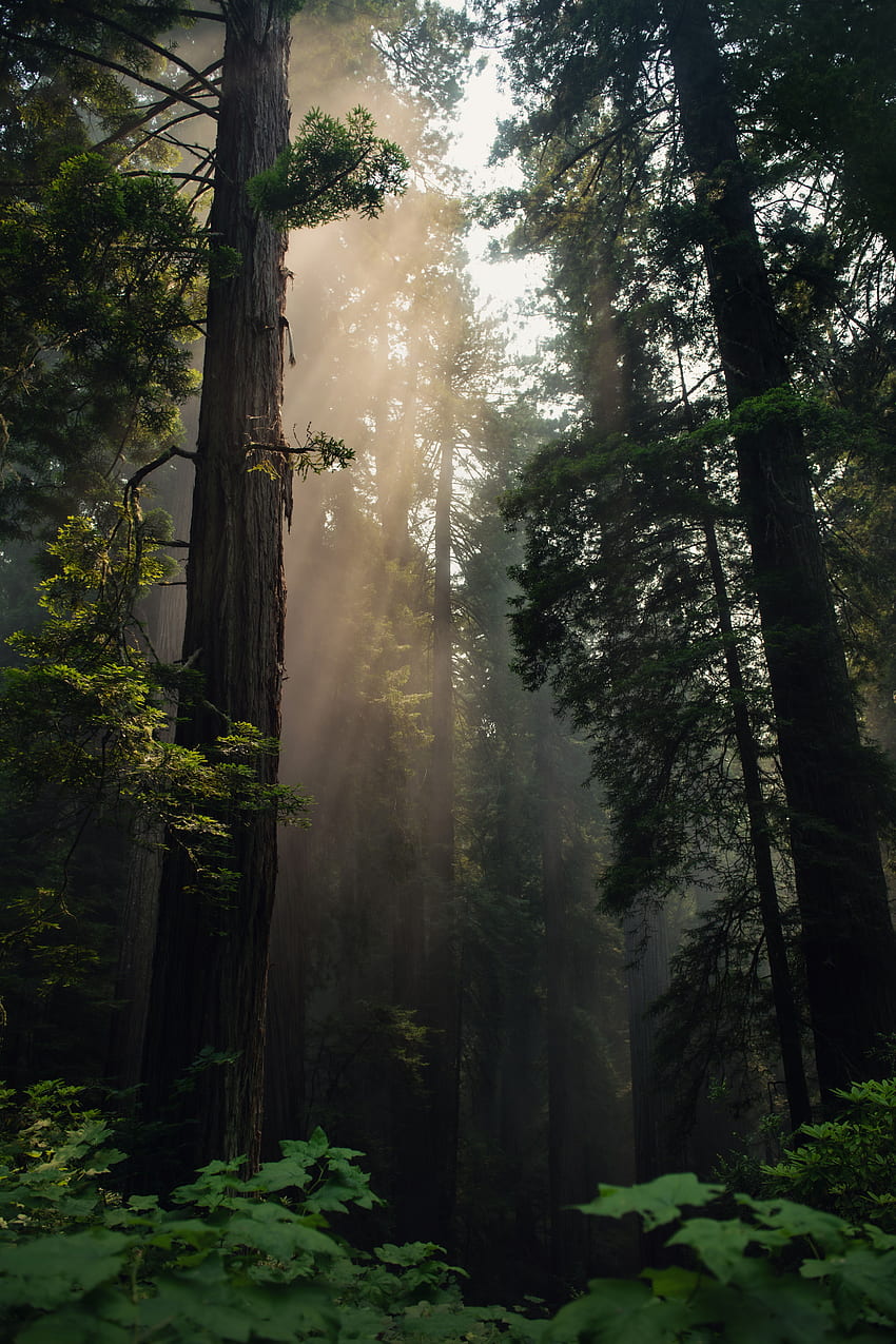 Natura, alberi, foresta, nebbia, luce solare Sfondo del telefono HD
