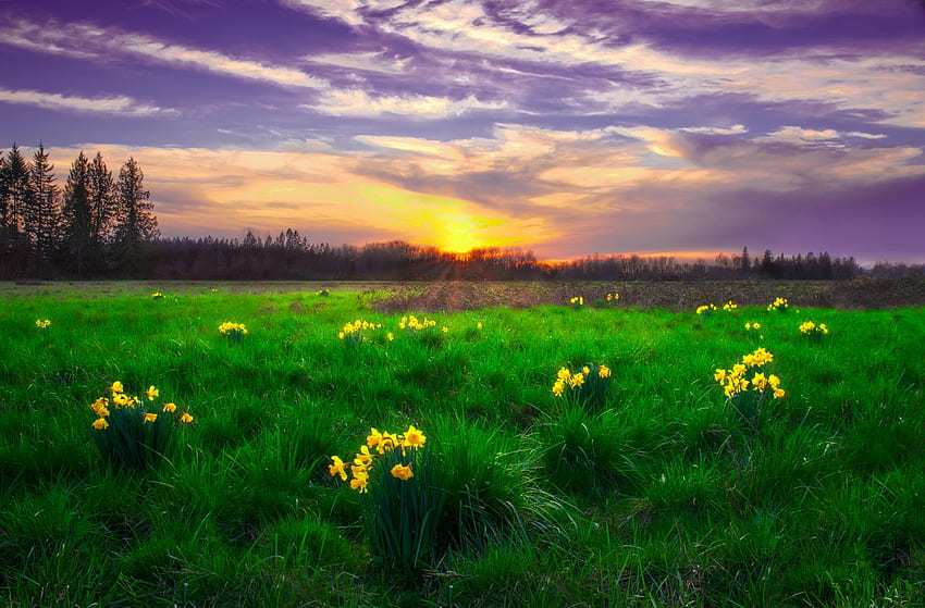 Daffodil Sunset, daffodils, grass, field, clouds, trees, flowers, sky, Spring, sunset HD wallpaper
