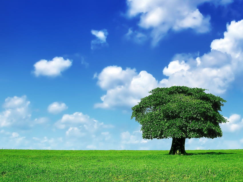 Grass and Sky, Sky and Tree HD wallpaper | Pxfuel