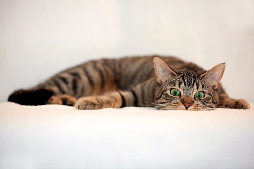 แมว สัตว์ นอนลง โกหก ลาย สายตา ความเห็น ความประหลาดใจ วอลล์เปเปอร์ HD