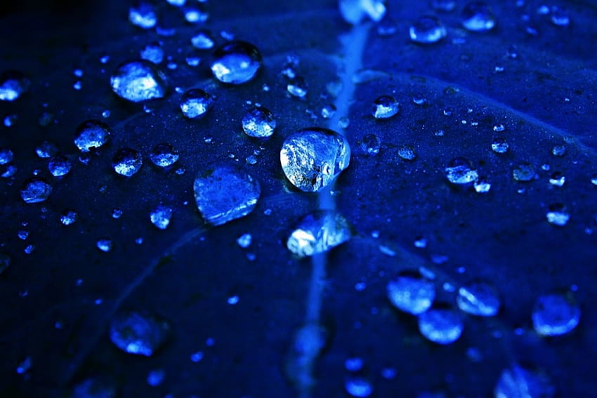 Blue Drops, azul, gotas, hoja, naturaleza fondo de pantalla