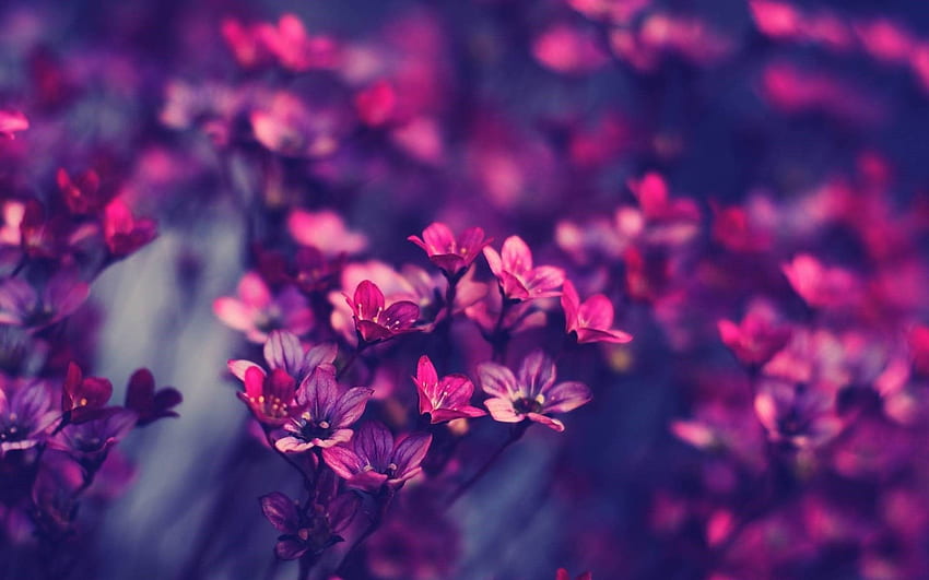 Ładny fioletowy bukiet kwiatów na iPada. Fioletowe kwiaty, hipster, do laptopa Tapeta HD