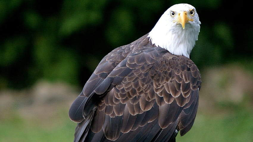 Animais, Pássaro, Predador, Águia, Águia americana, Águia-de-cabeça-branca papel de parede HD