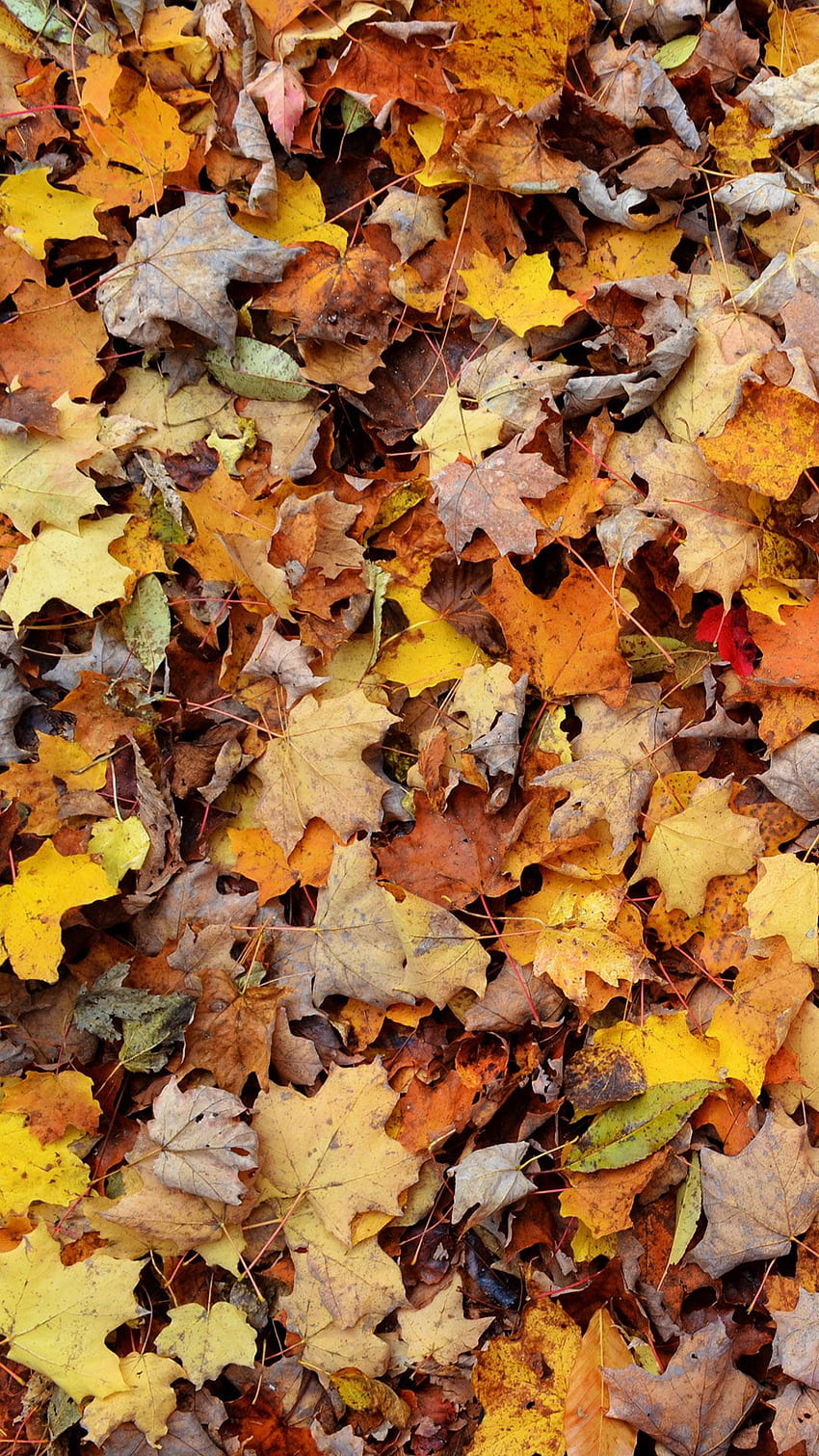 19++ Autumn Leaves iPhone, Falling Leaves HD phone wallpaper | Pxfuel