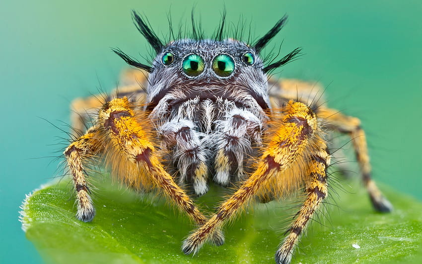 Animals insects spider face eyes creepy spooky legs alien | | 27035 | UP HD wallpaper