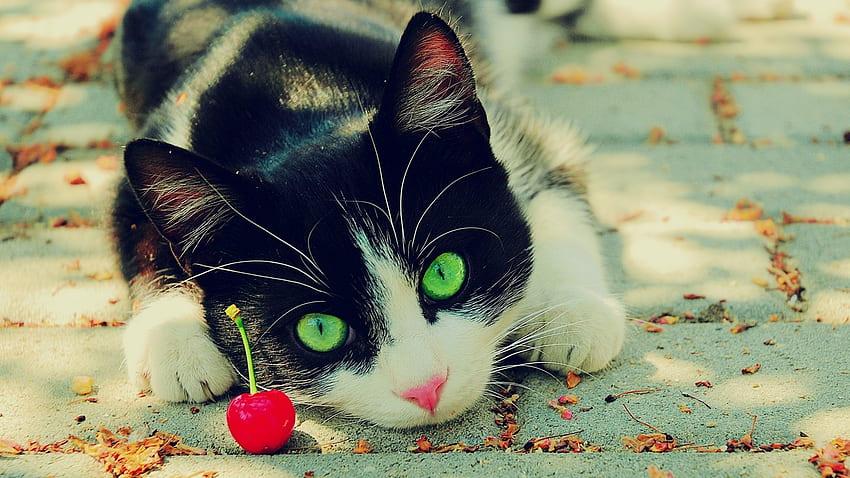 Zielonooki kot, wiśnia, czarno-biały, ładny, kot, zielonooki, spójrz Tapeta HD