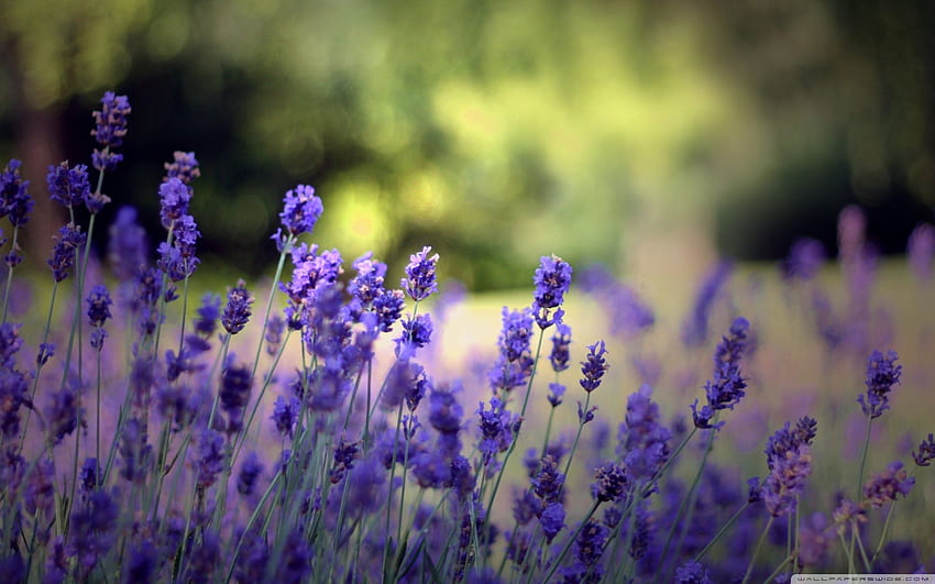 Lavender Flower Background, Lavender Purple Flower HD wallpaper | Pxfuel