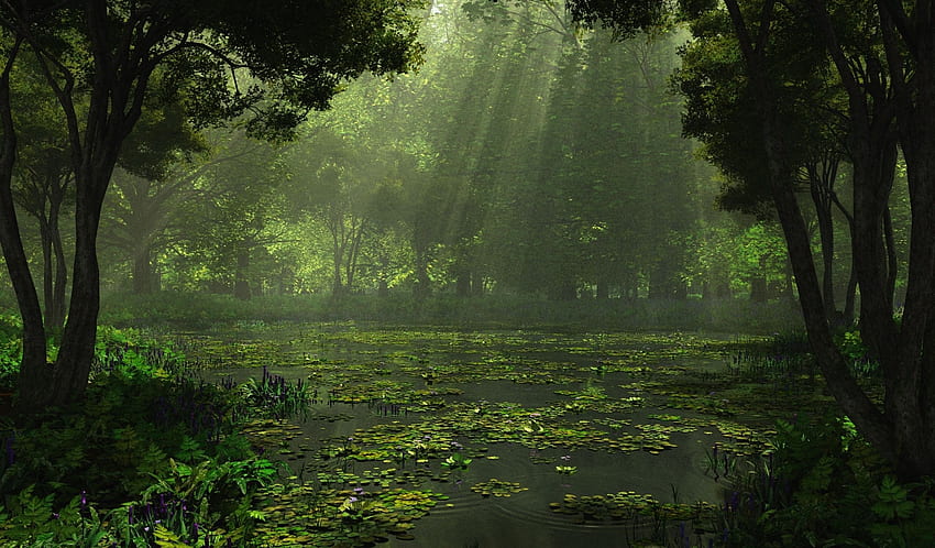 ฝนตกในป่าที่มีความละเอียดสูง ป่าธรรมชาติที่สวยงาม วอลล์เปเปอร์ HD