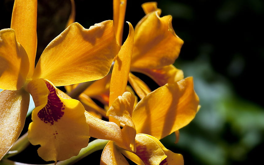 Orange Orchid « , Orange Orchids HD wallpaper | Pxfuel