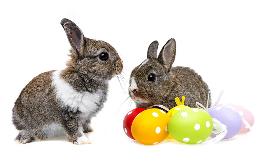 Zajączki wielkanocne, króliczek, Wielkanoc, jajka, królik Tapeta HD