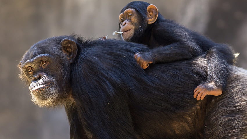 Chimpanzee, animal, baby, monkey HD wallpaper