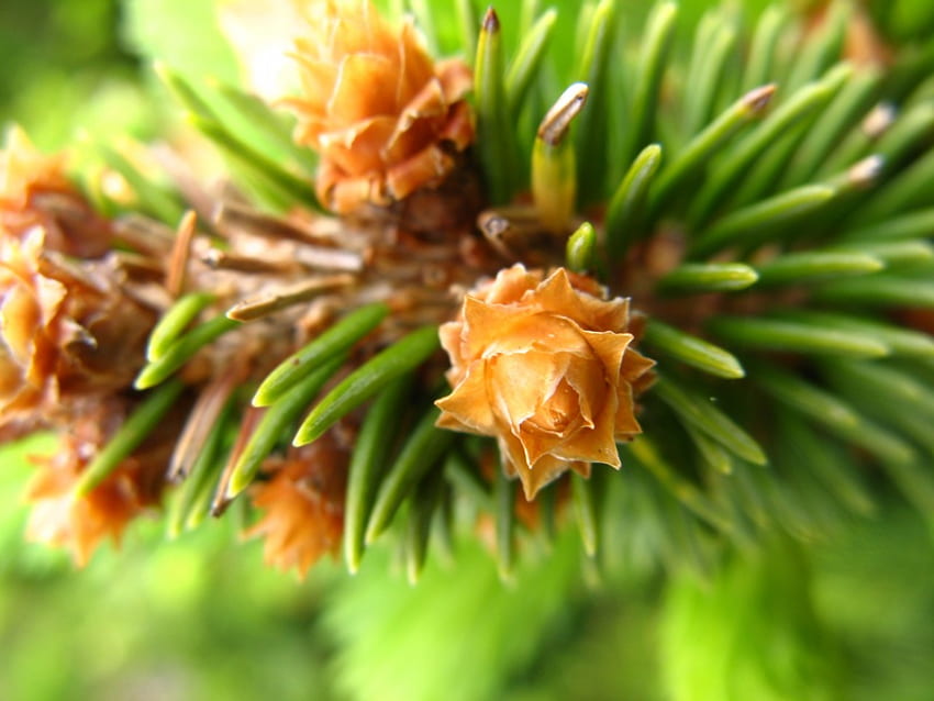 Pine Tree Limb, needles, limb, green, flower HD wallpaper