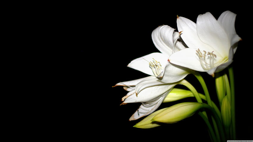 Easter Lilies, Easter Lily HD wallpaper | Pxfuel