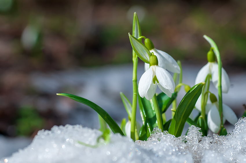 Spring flowers, winter, delicate, pretty, snow, snowdrops, beautiful, spring, early HD wallpaper