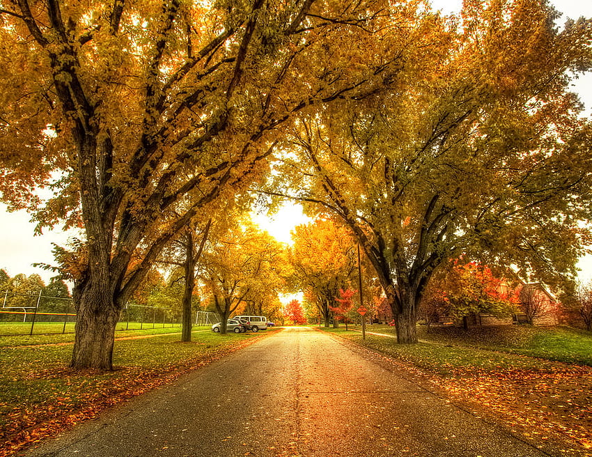 Golden Glow of Autumn, dorato, bagliore, automobili, autunno, strada Sfondo HD
