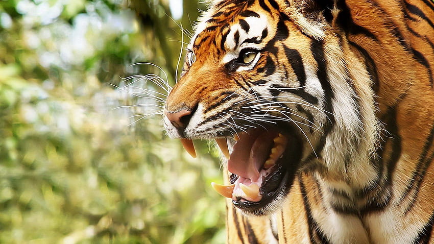สัตว์ ยิ้ม ปากกระบอกปืน แมวตัวใหญ่ เสือ ความโกรธ วอลล์เปเปอร์ HD