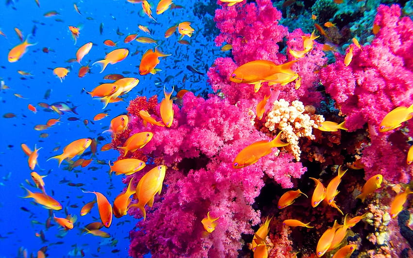 Buntes Korallenriff, Ökosysteme, Meer, Natur, bunt, Ozeane, Korallenriffe HD-Hintergrundbild
