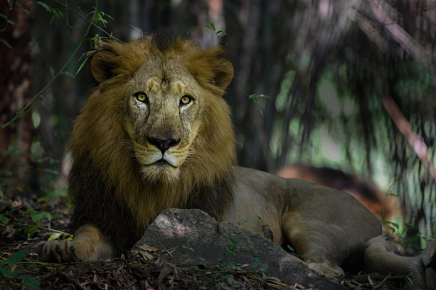 Animals, Lion, Predator, Big Cat, Mane, King Of Beasts, King Of The Beasts HD wallpaper