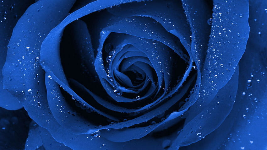 진한 파란색 꽃 Tumblr . 플라워파워, 블라우 HD 월페이퍼