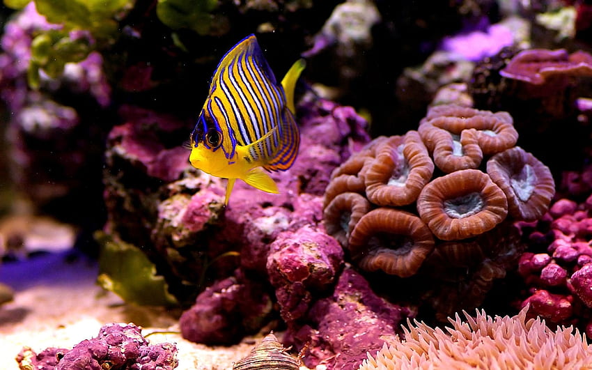 Animals, Sea, Coral, Macro, Small Fish, Fishy, Bottom HD wallpaper